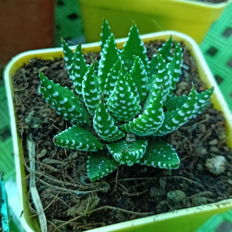 sen đá móng phụng chấm bi cúp chậu vuông.