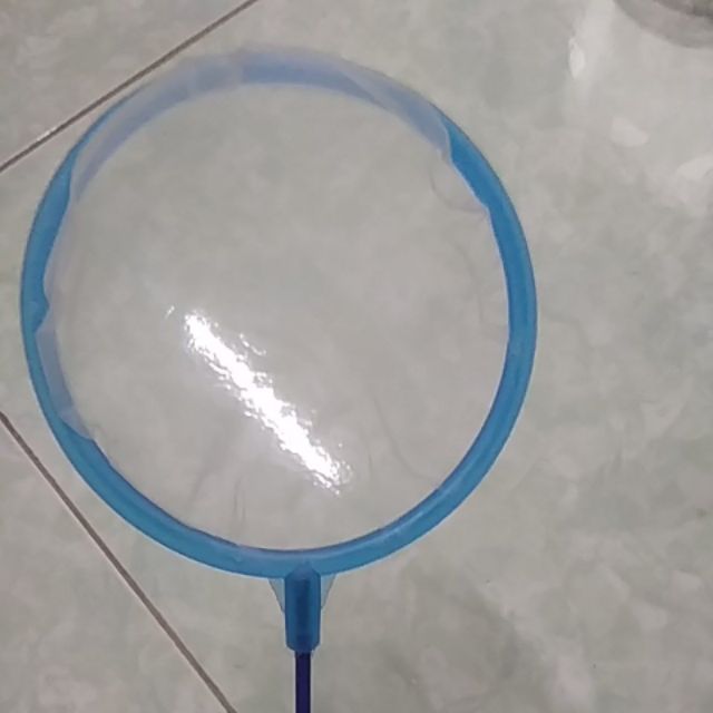 Vớt vớt cá con, artimea - betta hải dương