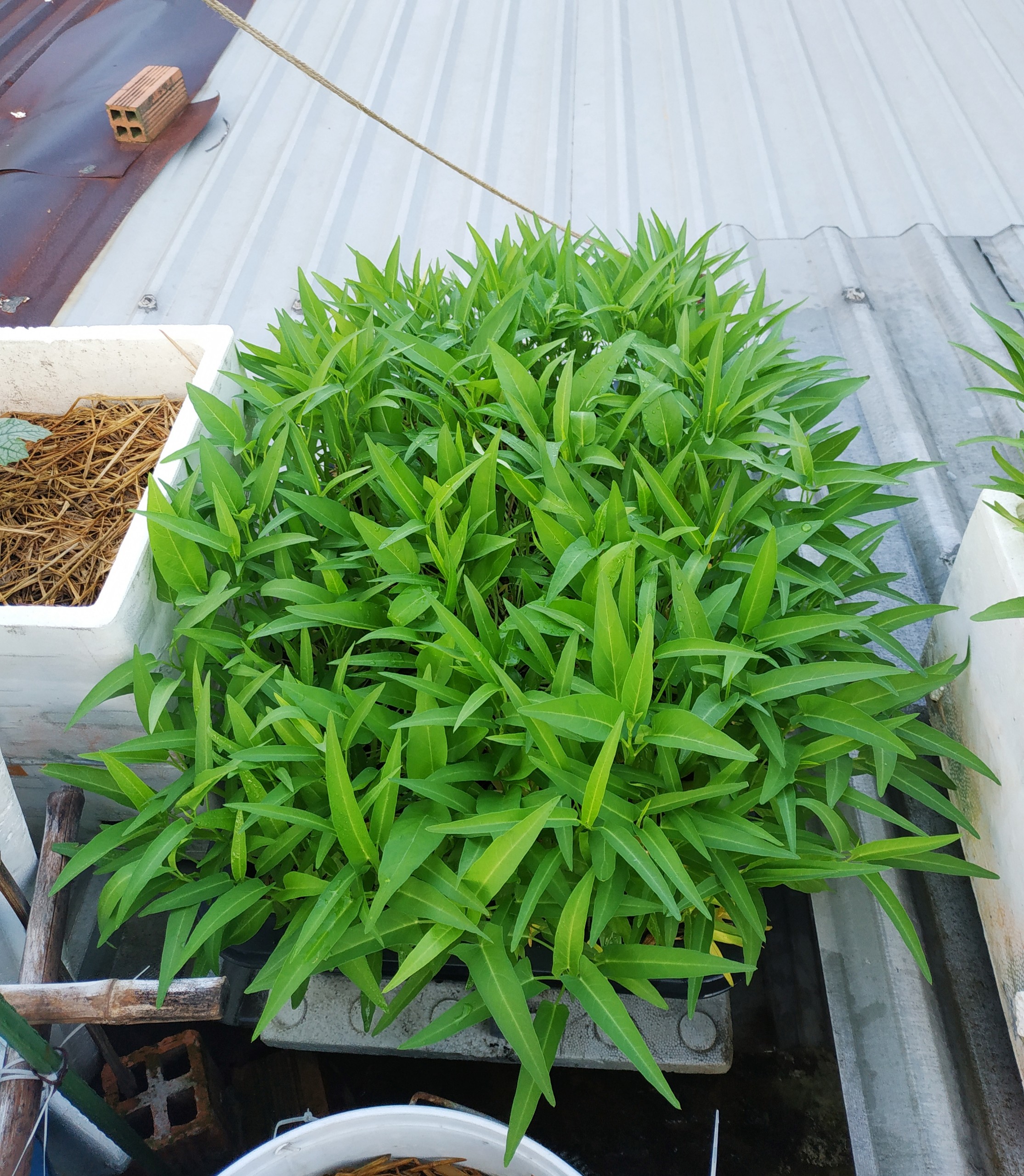 Hạt giống rau muống lá lớn