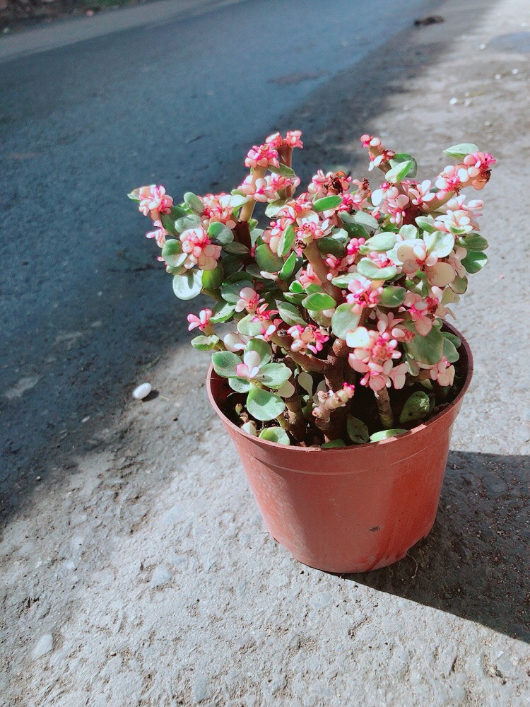 Sen Đá Do La Hồng