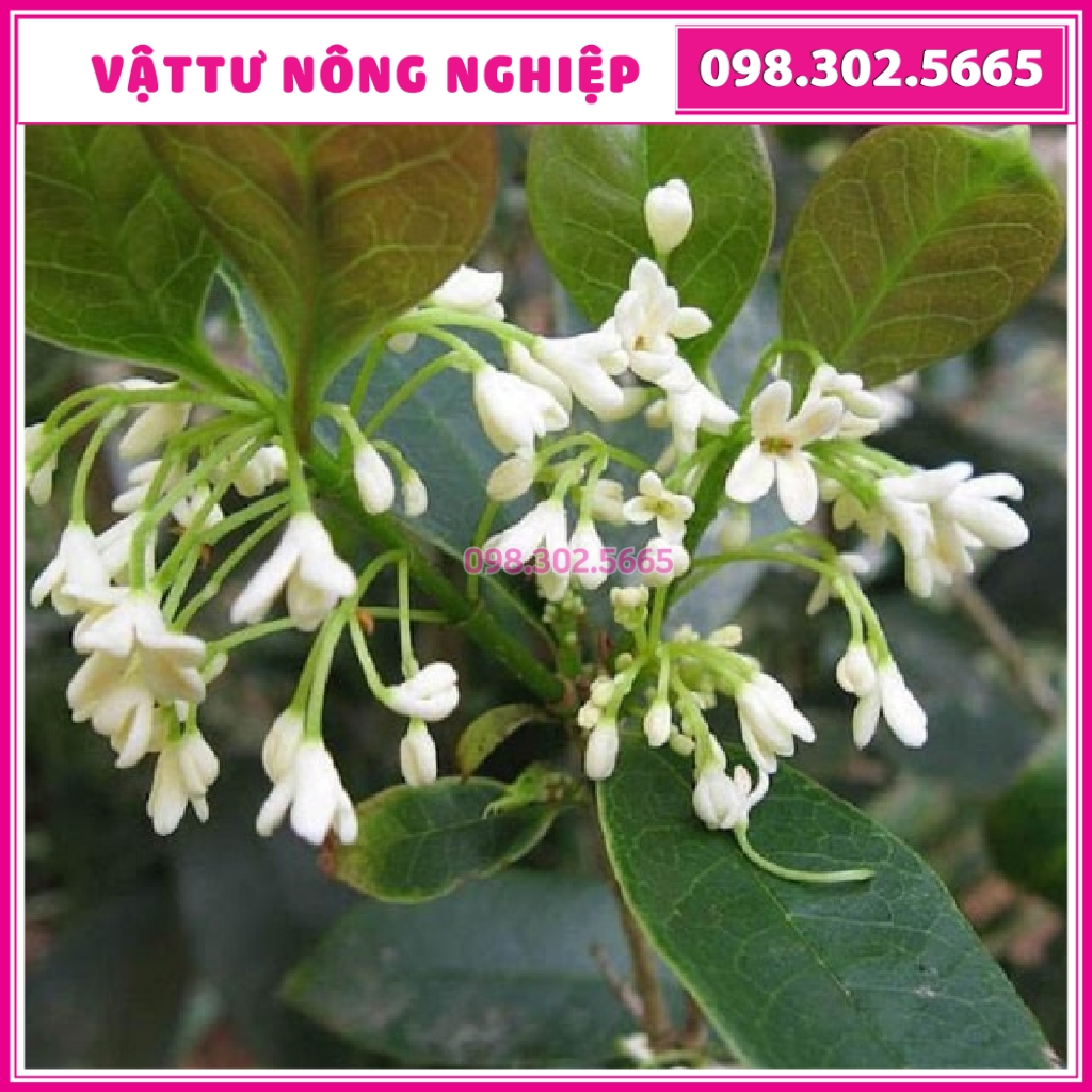 Set 3 Cây hoa mộc, mộc hương ta hoa trắng thơm lâu