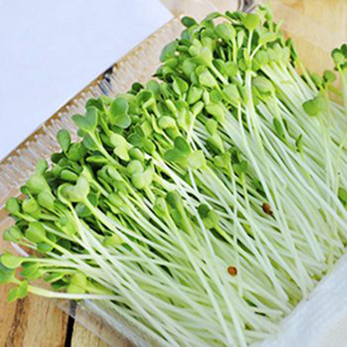 Hạt giống Mầm củ cải trắng – Gói 50gram