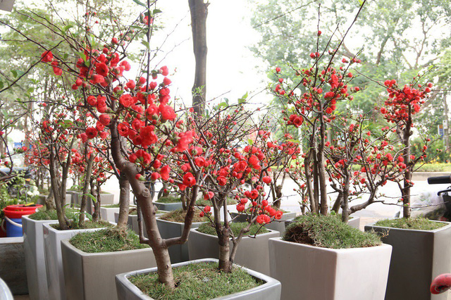chậu Mai Đỏ bonsai TỨ QUÝ CHẬU Nhật