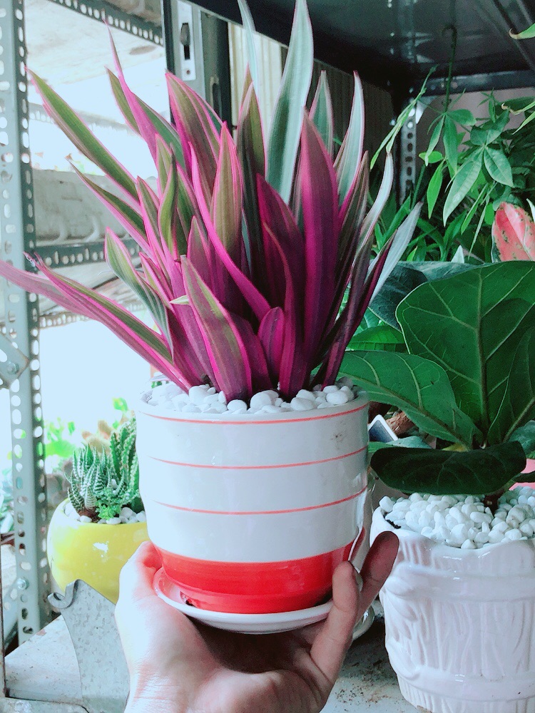 Chậu Cây Bảy Sắc Cầu Vòng