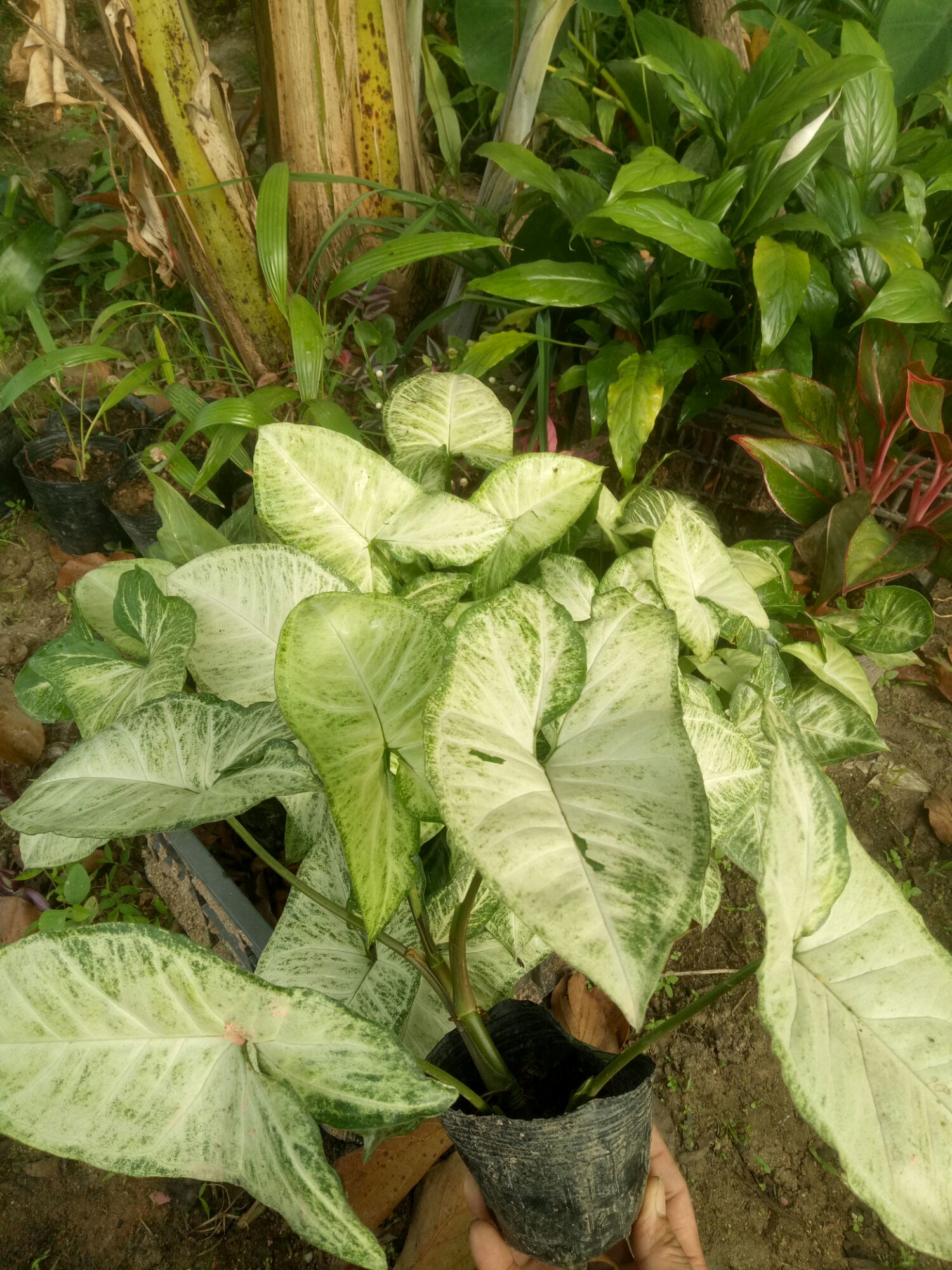 trầu bà trắng.1 bầu