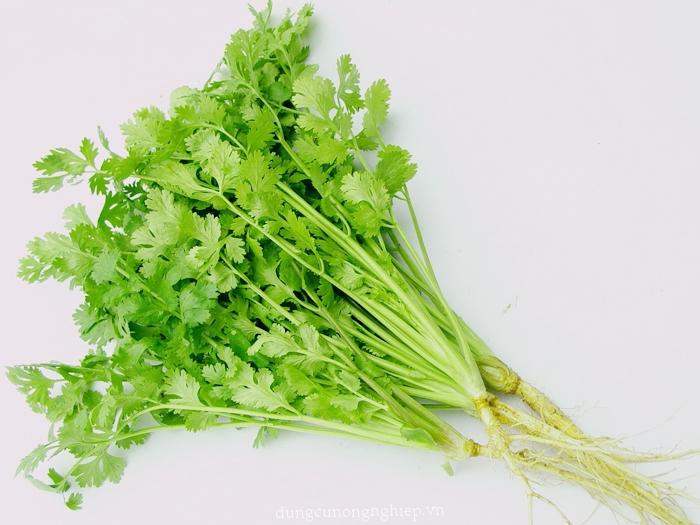 hạt giống ngò hạt lớn Pháp