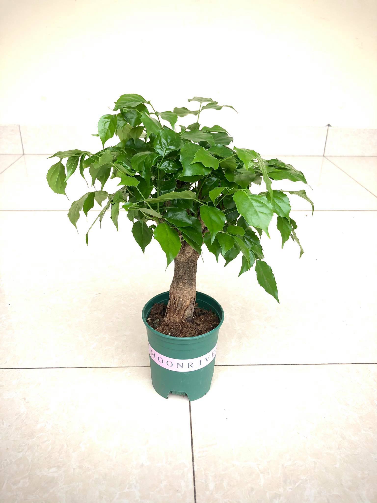 Cây hạnh phúc  cao 40cm (ảnh thật)
