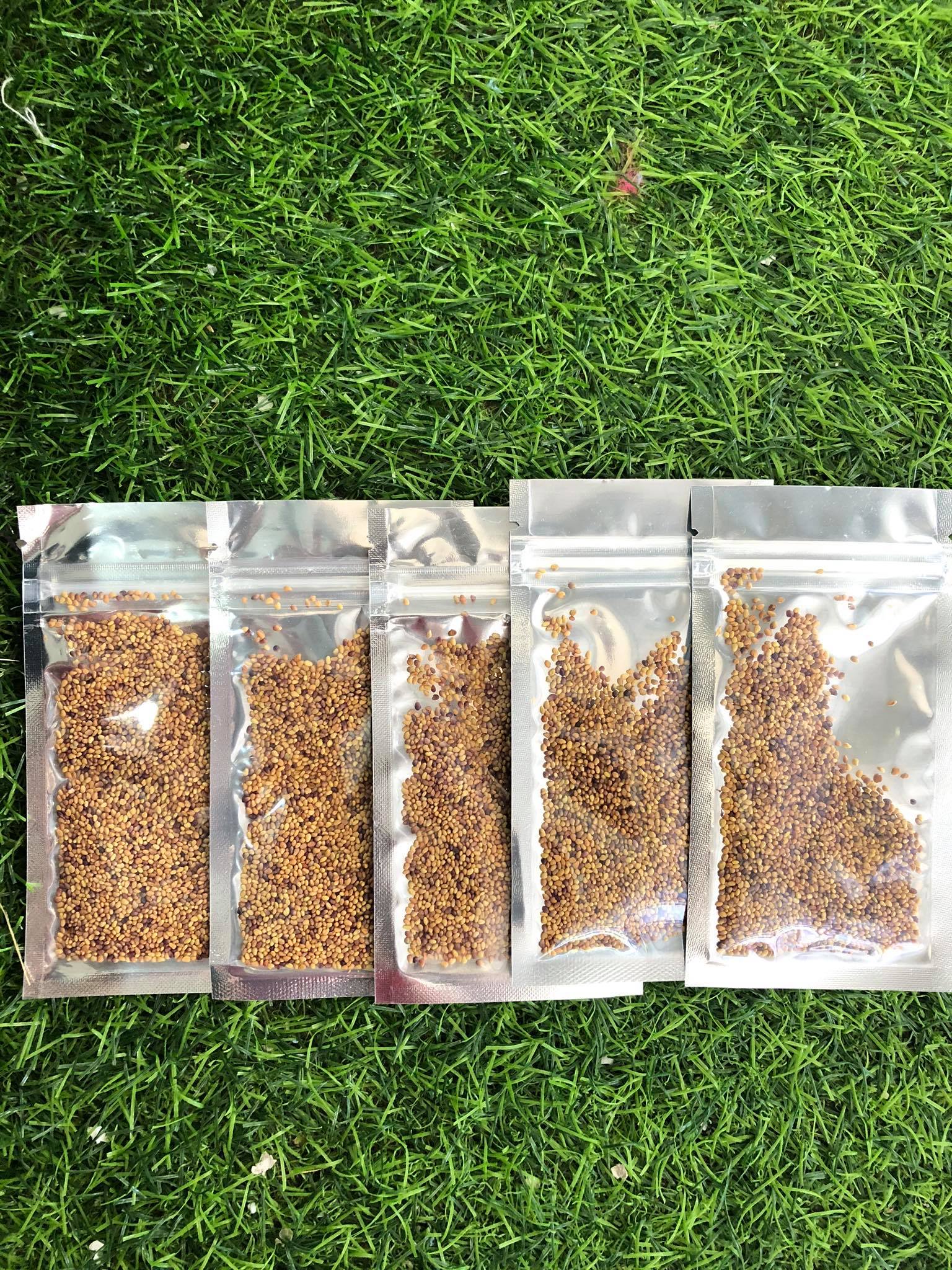 [HCM]Hạt giống thủy sinh Cỏ ba lá - Cỏ may mắn