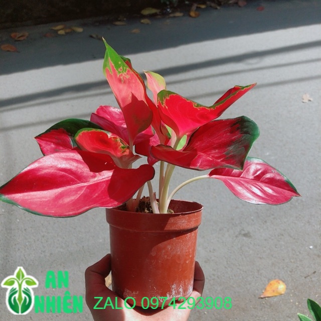 Vạn lộc đỏ