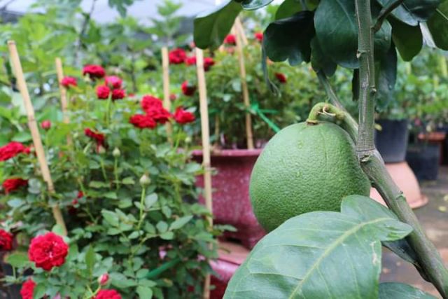 Cây bưởi da xanh ruột đỏ đang trái