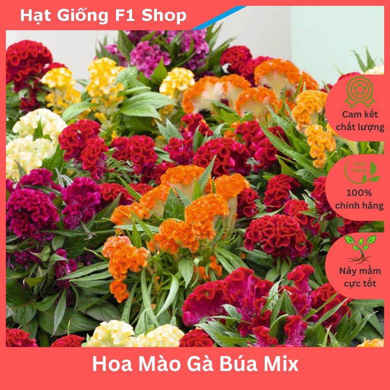 Hạt Giống Hoa Mào Gà Búa Nhiều Màu Mix Trồng Chậu (018.F1)