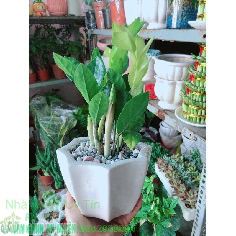 Chậu cây kim tiền thái mẫu để bàn