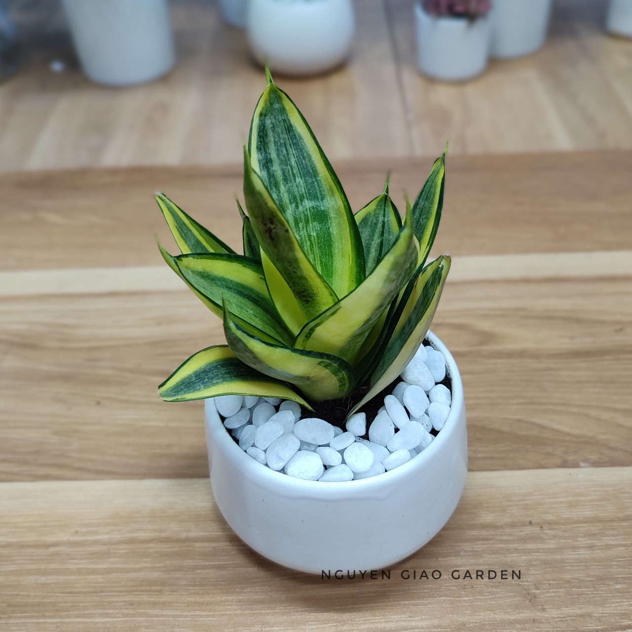 Cây Lưỡi Hổ Thái Viền Vàng Chậu Sứ đk 7,5 cm