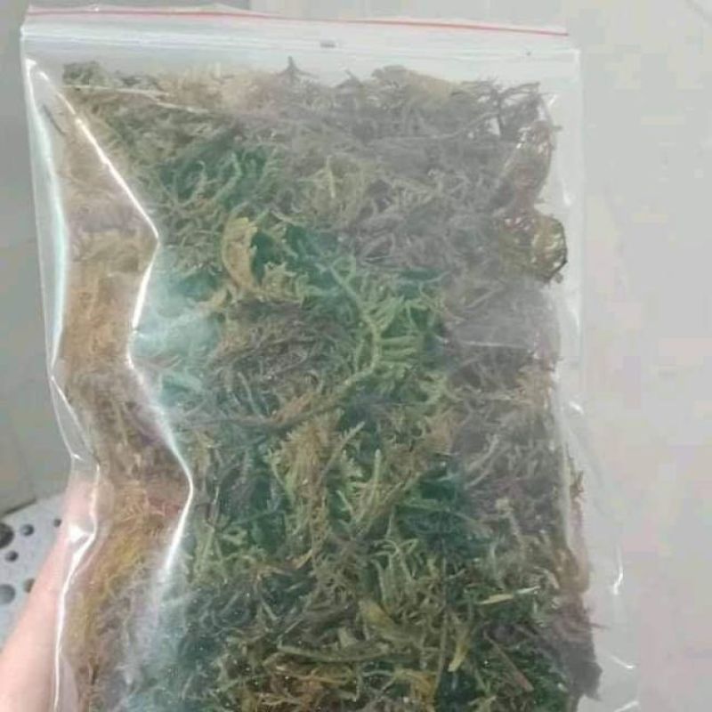 Rêu giữ ẩm