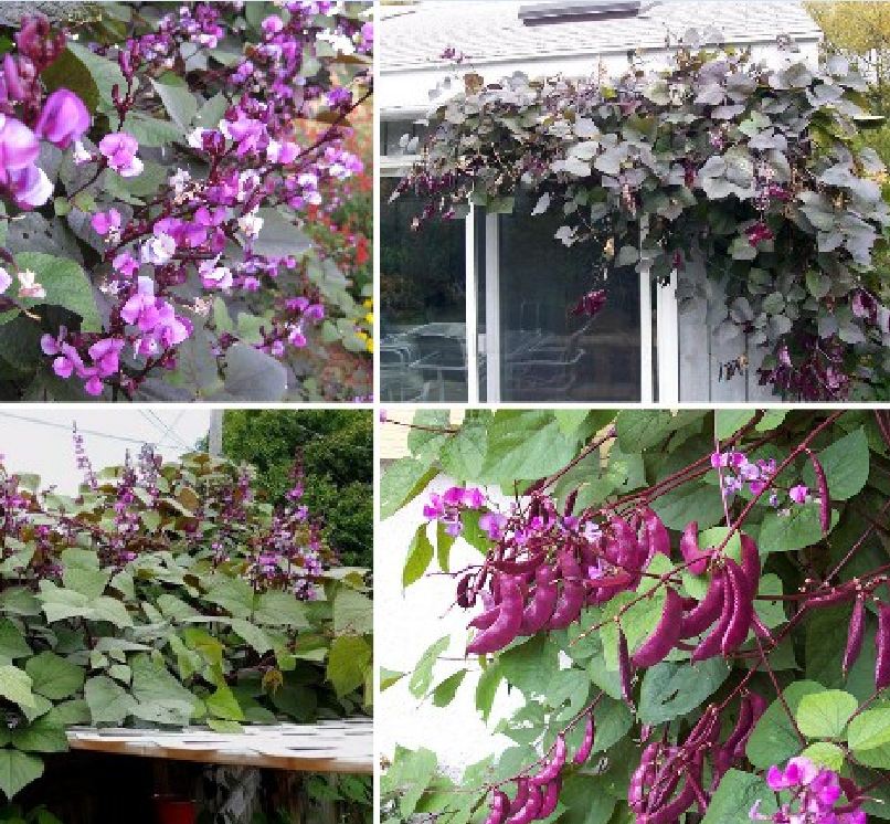 Hạt Giống Đậu Ván Tím F1 - (5 hạt/gói) - VTNN2