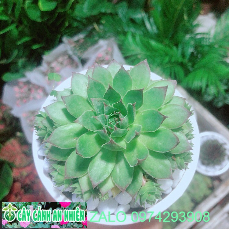 Sen phật bà xanh kèm chậu sứ
