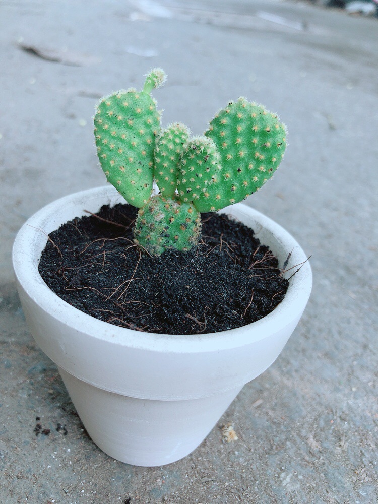 Chậu Xương Rồng Tai Thỏ Mini