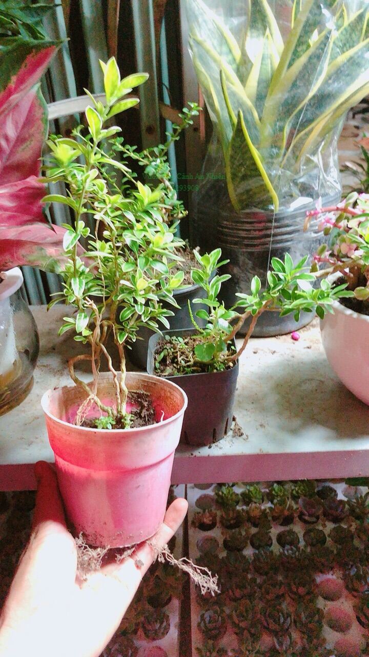 Cây Hồng Ngọc Mai Mini