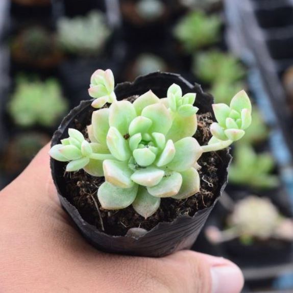 SEN ĐÁ DÙ XANH ĐÀ LẠT - LỖI 1 ĐỔI 1