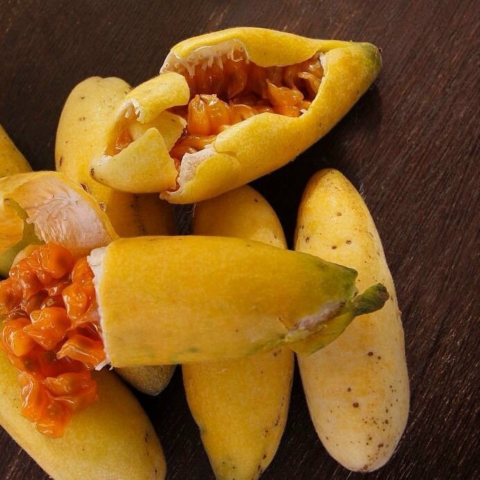 Cây Giống Chanh Leo Chuối Nam Mỹ.. thơm vị chanh