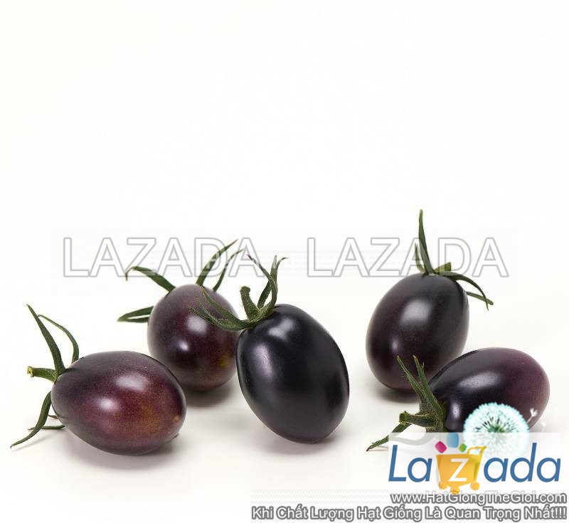 25.HAT Hạt Giống Cà Chua Nho Đen TG208 (KL| C4*W33)