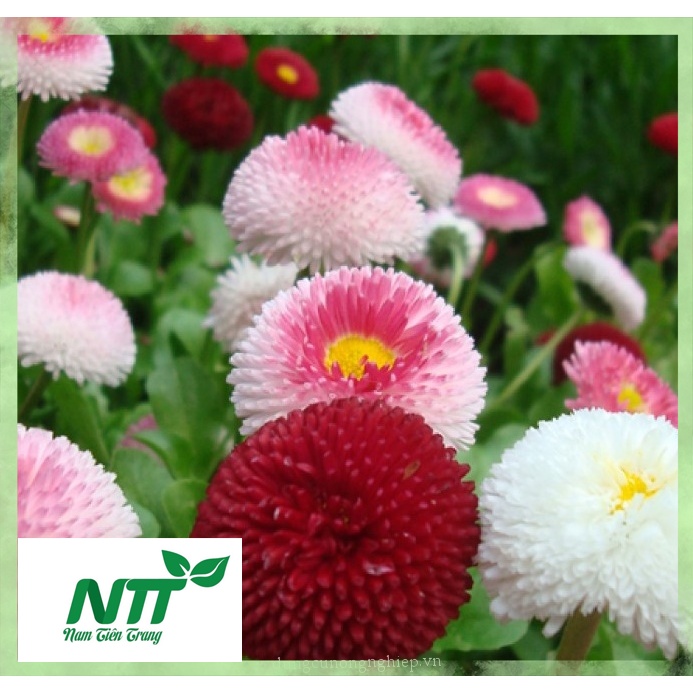 Hạt giống hoa Cúc Hoàng Hậu