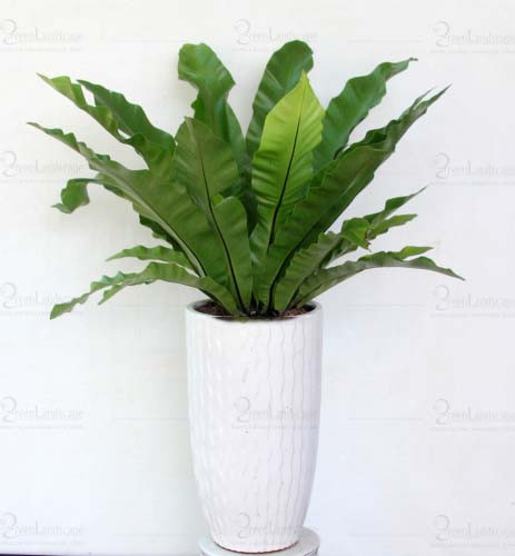 [Cây phong thủy] Ráng Ổ Phụng - CayGiongTot