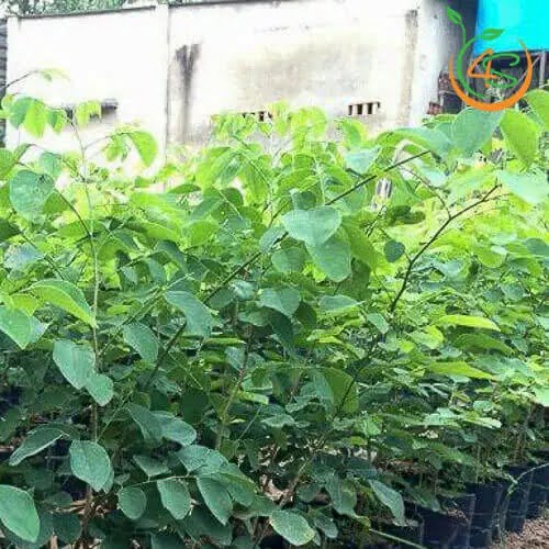 Cây Trắc Đỏ thuần chủng f1