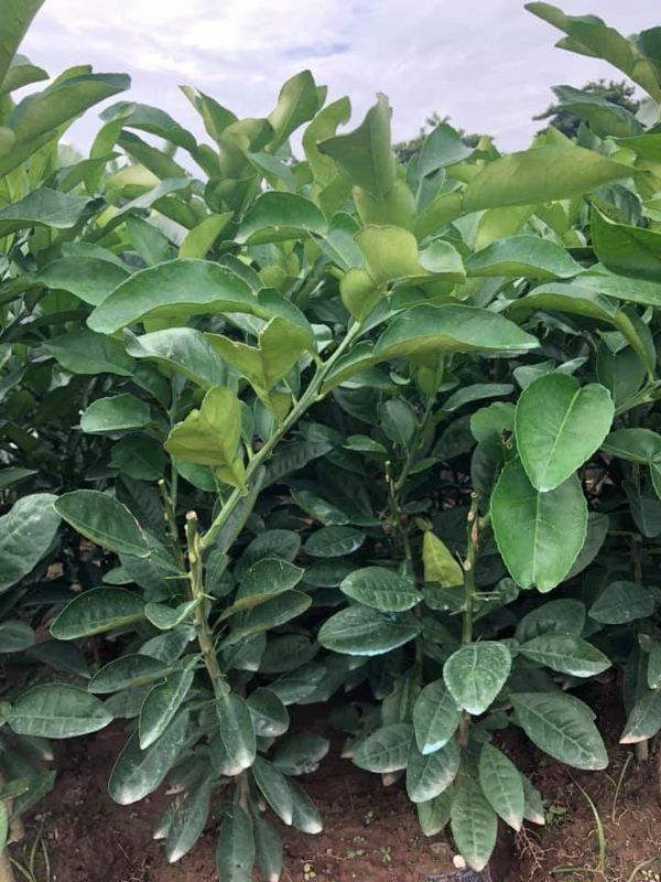 2 cây bưởi đỏ Tân Lạc + Tặng 02 Cây Quế Giống