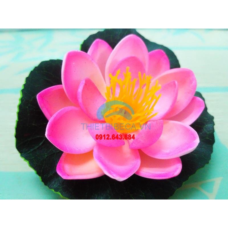 Hoa sen thả bát tụ thủy,thả hồ,thả bể cá
