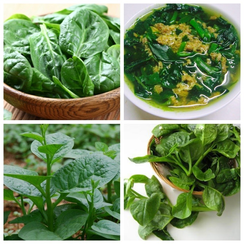 Hạt giống rau mồng tơi xanh - 20gram/gói