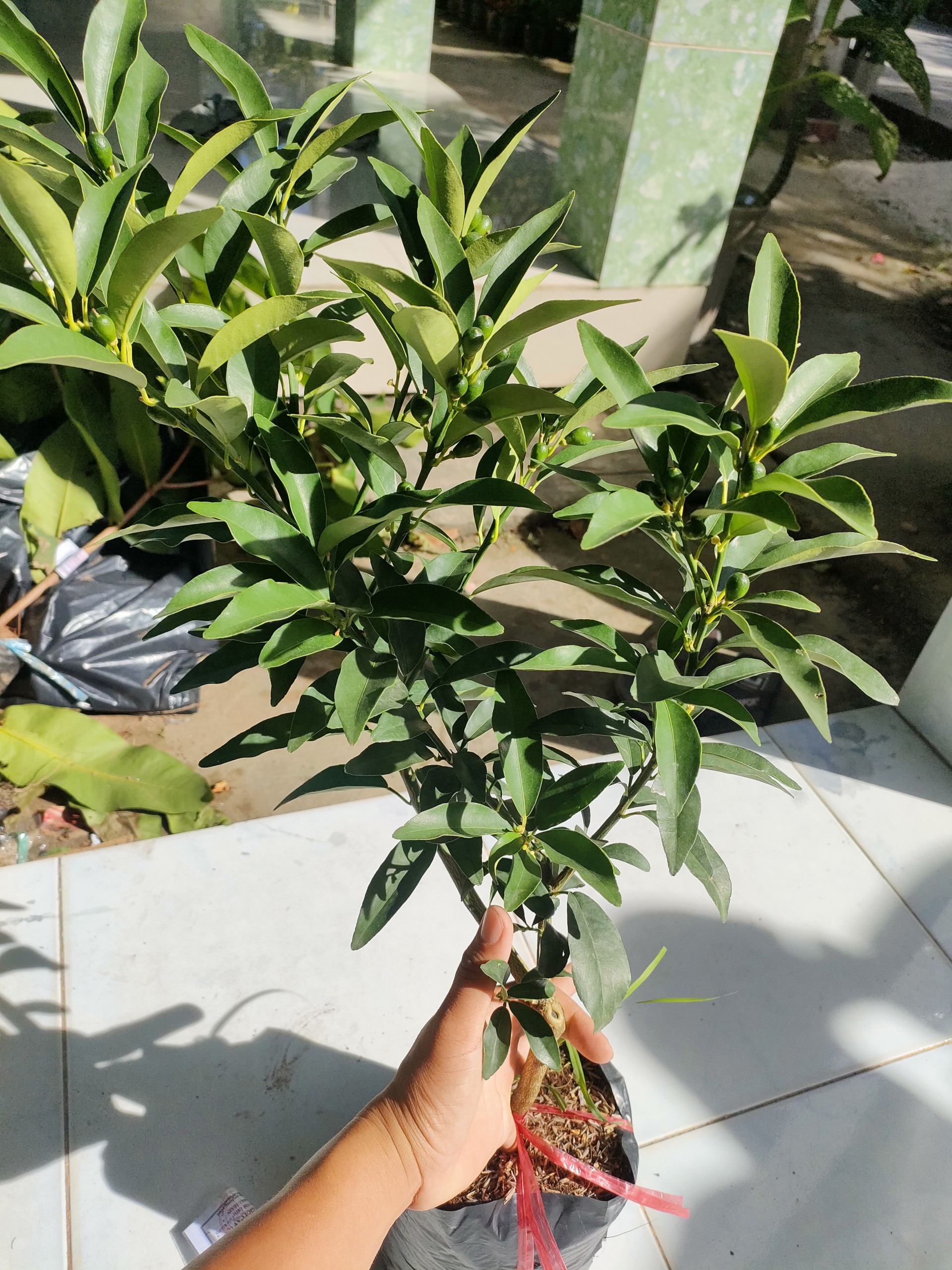 Cây tắc Thái vỏ ngọt