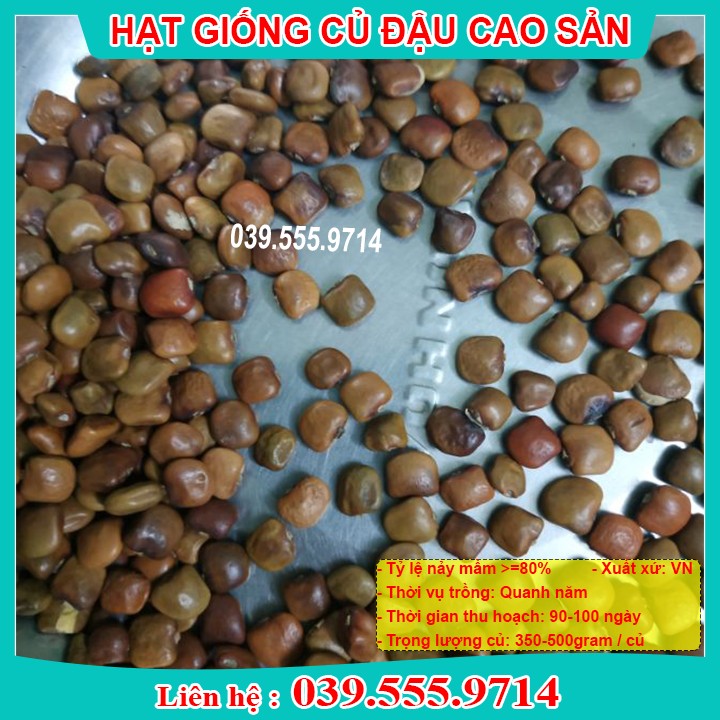 HẠT GIỐNG CỦ ĐẬU Tỷ Lệ Nảy Mầm Cao