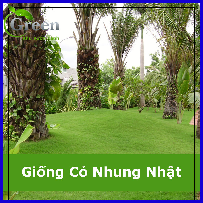 Hạt Giống Cỏ Nhung Nhật Trồng Thảm Sân Vườn