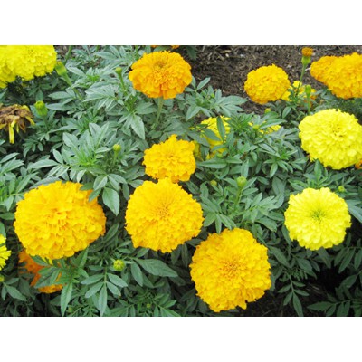 Hạt Giống Hoa Cúc Vạn Thọ Mỹ - 50 Hạt