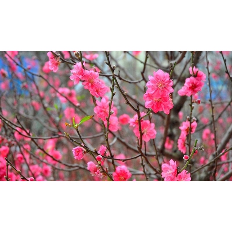 Cây giống hoa đào bích và đào phai