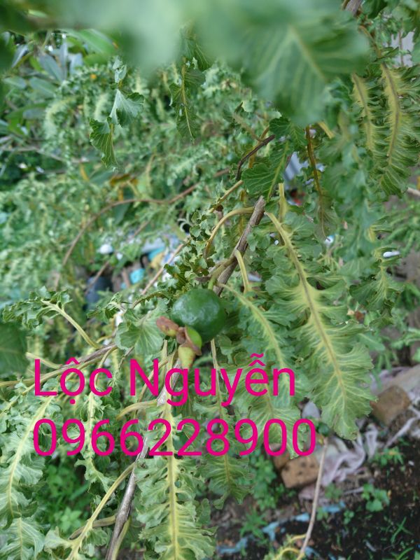 Cây ổi đuôi phụng