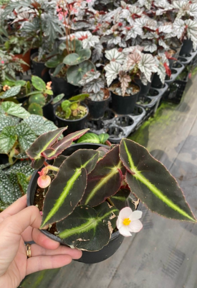 Begonia listada- hải đường màu số 28. cây xinh decor