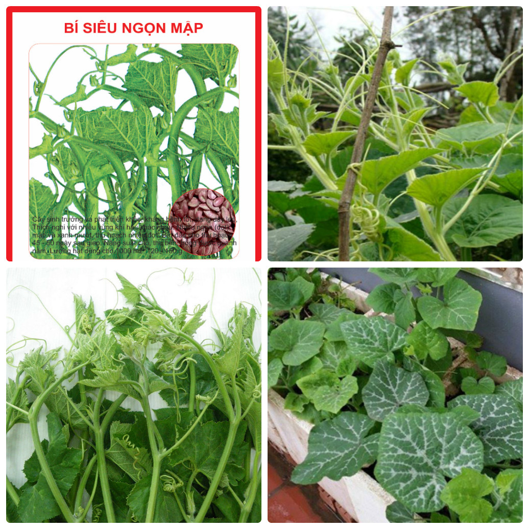 Hạt giống bi ngọn ( bí siêu đọt ) CT06- Gói 5gram