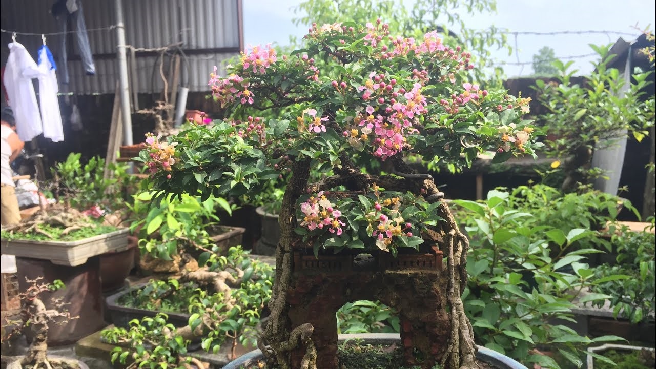 CÂY Hồng ngọc mai bonsai , CÂY LỚN