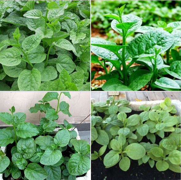 "Gói 20Gram "Hạt giống rau mồng tơi xanh gói