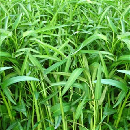 Siêu Bật Chồi - Mập cọng - Lớn lá - Bung đọt (50g/gói)