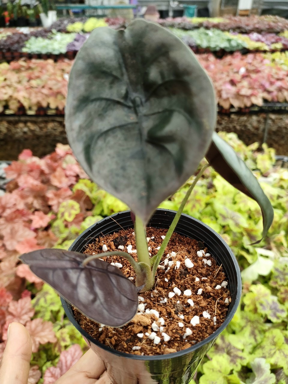 Rồng đỏ_ Alocasia Cuprea.