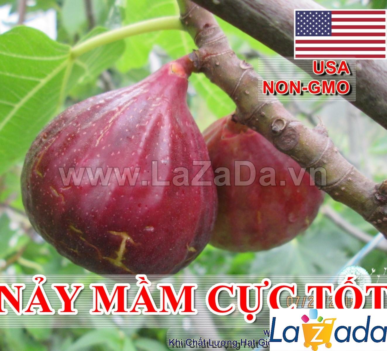 10h Hạt Giống Sung Mỹ USA (B3.304| A2*X34*M242)