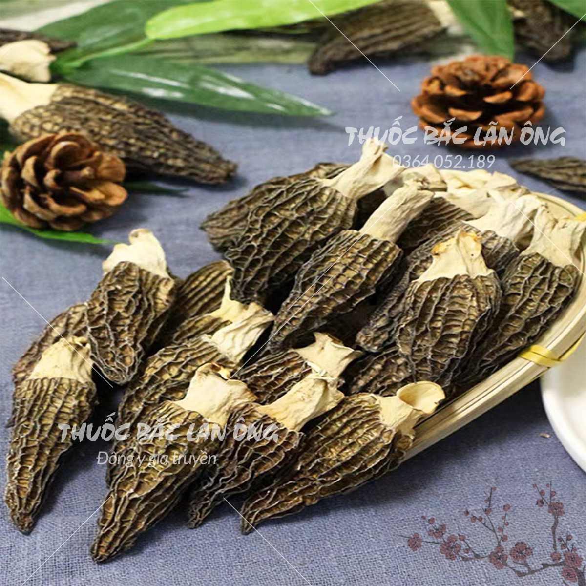 Nấm bụng dê khô 10g, thịt dày, size to, nấm hầm canh, nấu lẩu thơm ngon,  tốt cho sức khỏe - Lãn Ông