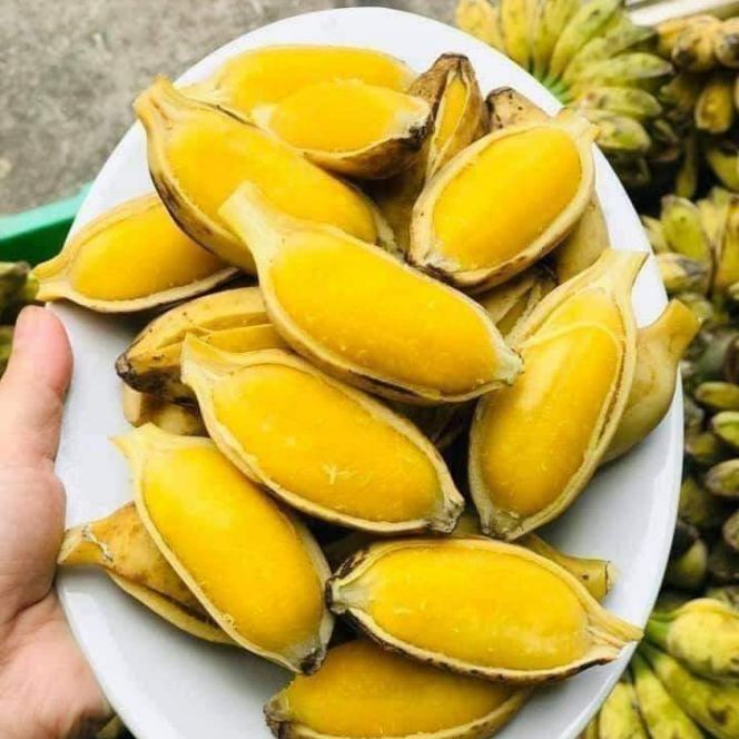 CÂY GIỐNG CHUỐI VÀNG SÁP NGHỆ SIÊU DẺO NGON