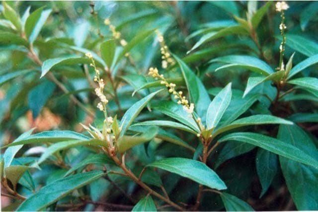 Combo 3 cây giống khổ sâm