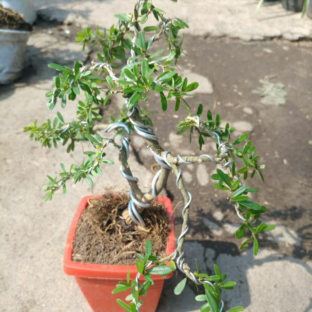 Linh Sam bonsai mini ( để bàn )