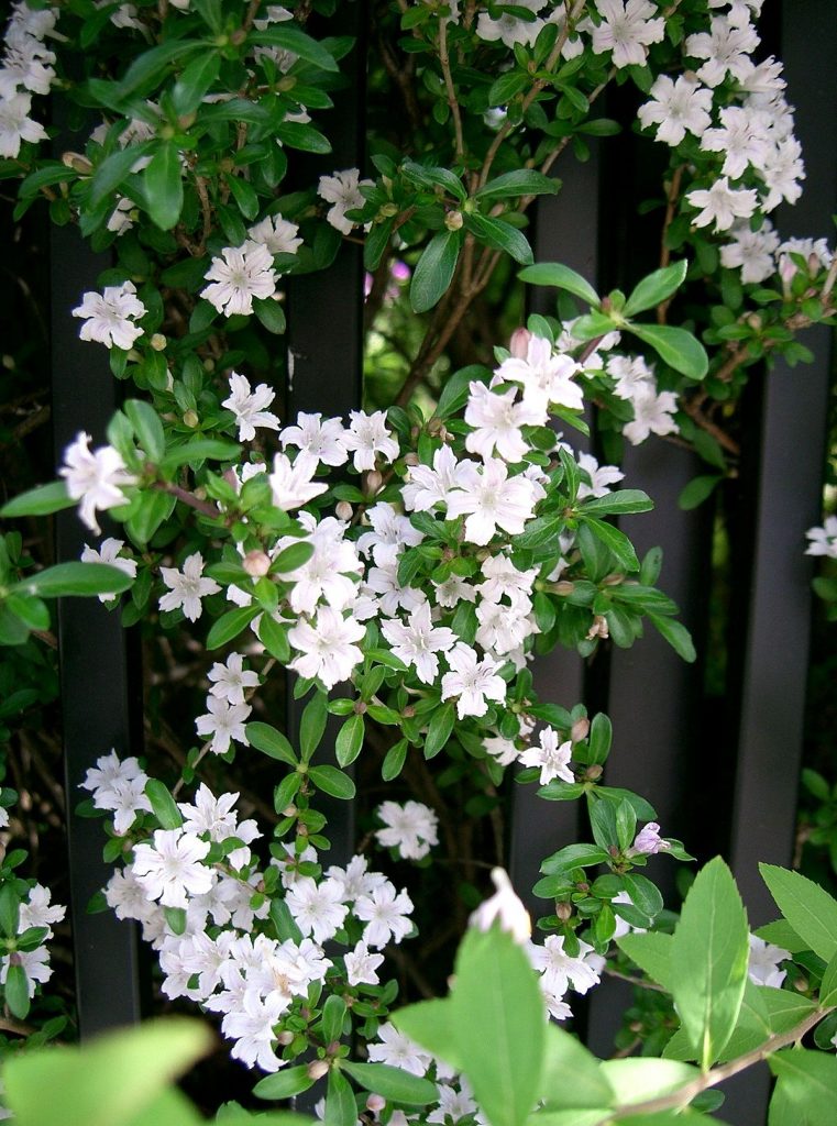 Chậu cây giống Bạch Tuyết Mai