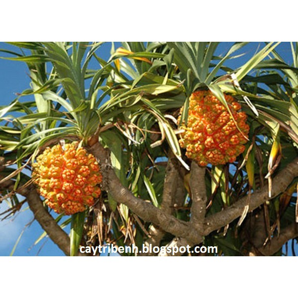 Trái dứa gai khô ( trái dứa dại) phơi khô 1000g